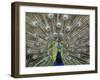 Hawaiian Peacock-Jim Collins-Framed Premium Photographic Print