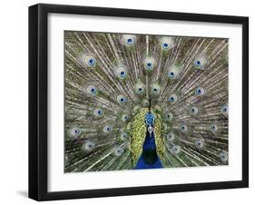 Hawaiian Peacock-Jim Collins-Framed Premium Photographic Print