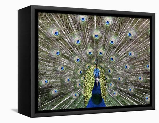 Hawaiian Peacock-Jim Collins-Framed Stretched Canvas