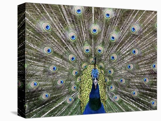 Hawaiian Peacock-Jim Collins-Stretched Canvas