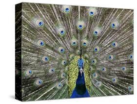 Hawaiian Peacock-Jim Collins-Stretched Canvas