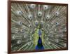 Hawaiian Peacock-Jim Collins-Framed Photographic Print