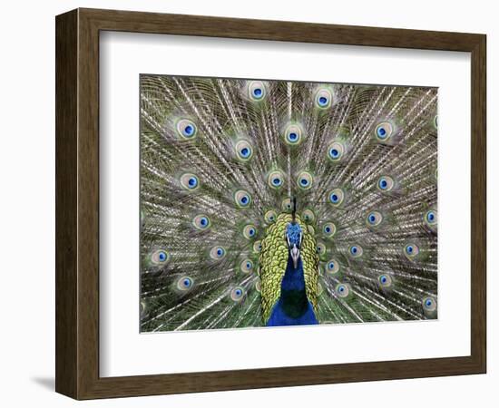 Hawaiian Peacock-Jim Collins-Framed Photographic Print