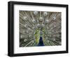 Hawaiian Peacock-Jim Collins-Framed Photographic Print