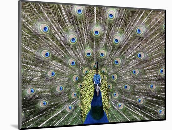 Hawaiian Peacock-Jim Collins-Mounted Photographic Print