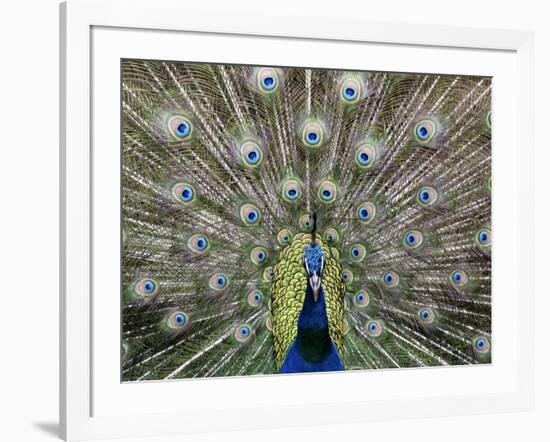 Hawaiian Peacock-Jim Collins-Framed Photographic Print