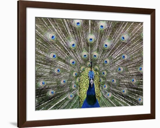 Hawaiian Peacock-Jim Collins-Framed Photographic Print