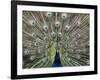 Hawaiian Peacock-Jim Collins-Framed Photographic Print