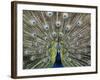 Hawaiian Peacock-Jim Collins-Framed Photographic Print