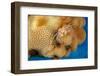 Hawaiian pom-pom crab carrying Anemone in its claws-David Fleetham-Framed Photographic Print