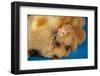 Hawaiian pom-pom crab carrying Anemone in its claws-David Fleetham-Framed Photographic Print