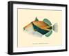 Hawaiian Reef Triggerfish - Humuhumunukunukuapua’a - Vintage Color Postcard, 1905-Pacifica Island Art-Framed Art Print