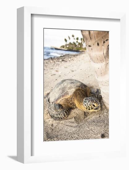 Hawaiian Sea Turtle Sun Drying under a Tree at the Beach at Mauna Lani Resort Near Kona Hawaii-Carlo Acenas-Framed Photographic Print