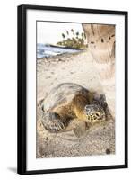 Hawaiian Sea Turtle Sun Drying under a Tree at the Beach at Mauna Lani Resort Near Kona Hawaii-Carlo Acenas-Framed Photographic Print