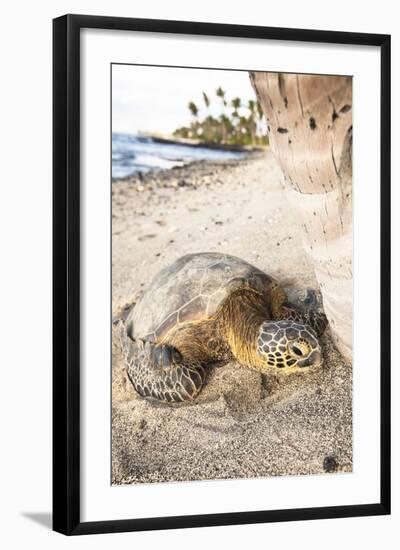 Hawaiian Sea Turtle Sun Drying under a Tree at the Beach at Mauna Lani Resort Near Kona Hawaii-Carlo Acenas-Framed Photographic Print