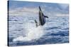 Hawaiian Spinner Dolphin (Stenella Longirostris)-Michael Nolan-Stretched Canvas