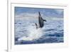 Hawaiian Spinner Dolphin (Stenella Longirostris)-Michael Nolan-Framed Photographic Print