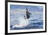 Hawaiian Spinner Dolphin (Stenella Longirostris)-Michael Nolan-Framed Photographic Print