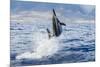 Hawaiian Spinner Dolphin (Stenella Longirostris)-Michael Nolan-Mounted Photographic Print