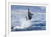 Hawaiian Spinner Dolphin (Stenella Longirostris)-Michael Nolan-Framed Photographic Print