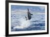 Hawaiian Spinner Dolphin (Stenella Longirostris)-Michael Nolan-Framed Photographic Print