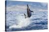 Hawaiian Spinner Dolphin (Stenella Longirostris)-Michael Nolan-Stretched Canvas