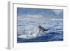 Hawaiian Spinner Dolphin (Stenella Longirostris)-Michael Nolan-Framed Photographic Print