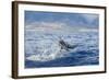 Hawaiian Spinner Dolphin (Stenella Longirostris)-Michael Nolan-Framed Photographic Print