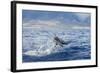 Hawaiian Spinner Dolphin (Stenella Longirostris)-Michael Nolan-Framed Photographic Print