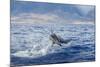 Hawaiian Spinner Dolphin (Stenella Longirostris)-Michael Nolan-Mounted Photographic Print