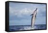 Hawaiian Spinner Dolphin (Stenella Longirostris)-Michael Nolan-Framed Stretched Canvas