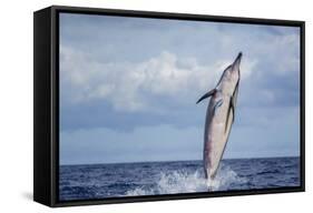 Hawaiian Spinner Dolphin (Stenella Longirostris)-Michael Nolan-Framed Stretched Canvas