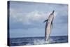 Hawaiian Spinner Dolphin (Stenella Longirostris)-Michael Nolan-Stretched Canvas