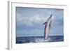 Hawaiian Spinner Dolphin (Stenella Longirostris)-Michael Nolan-Framed Photographic Print