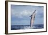 Hawaiian Spinner Dolphin (Stenella Longirostris)-Michael Nolan-Framed Photographic Print