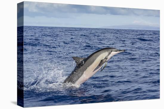 Hawaiian Spinner Dolphin (Stenella Longirostris)-Michael Nolan-Stretched Canvas