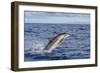 Hawaiian Spinner Dolphin (Stenella Longirostris)-Michael Nolan-Framed Photographic Print