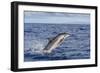 Hawaiian Spinner Dolphin (Stenella Longirostris)-Michael Nolan-Framed Photographic Print