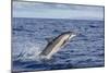 Hawaiian Spinner Dolphin (Stenella Longirostris)-Michael Nolan-Mounted Photographic Print