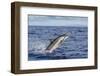 Hawaiian Spinner Dolphin (Stenella Longirostris)-Michael Nolan-Framed Photographic Print