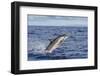 Hawaiian Spinner Dolphin (Stenella Longirostris)-Michael Nolan-Framed Photographic Print