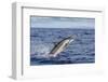 Hawaiian Spinner Dolphin (Stenella Longirostris)-Michael Nolan-Framed Photographic Print