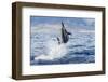 Hawaiian Spinner Dolphin (Stenella Longirostris)-Michael Nolan-Framed Photographic Print