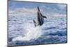 Hawaiian Spinner Dolphin (Stenella Longirostris)-Michael Nolan-Mounted Photographic Print