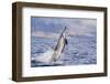 Hawaiian Spinner Dolphin (Stenella Longirostris)-Michael Nolan-Framed Photographic Print