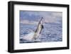 Hawaiian Spinner Dolphin (Stenella Longirostris)-Michael Nolan-Framed Photographic Print