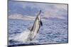 Hawaiian Spinner Dolphin (Stenella Longirostris)-Michael Nolan-Mounted Photographic Print