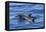 Hawaiian Spinner Dolphins (Stenella Longirostris)-Michael Nolan-Framed Stretched Canvas