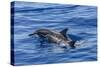 Hawaiian Spinner Dolphins (Stenella Longirostris)-Michael Nolan-Stretched Canvas