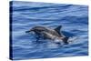 Hawaiian Spinner Dolphins (Stenella Longirostris)-Michael Nolan-Stretched Canvas